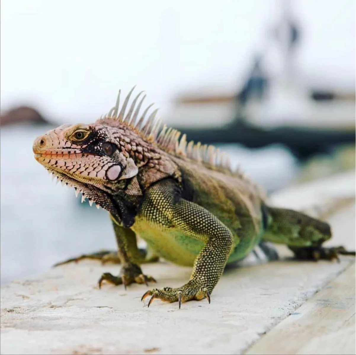 Close-up of an iguana resting on a dock at Bolongo Bay Beach Resort.