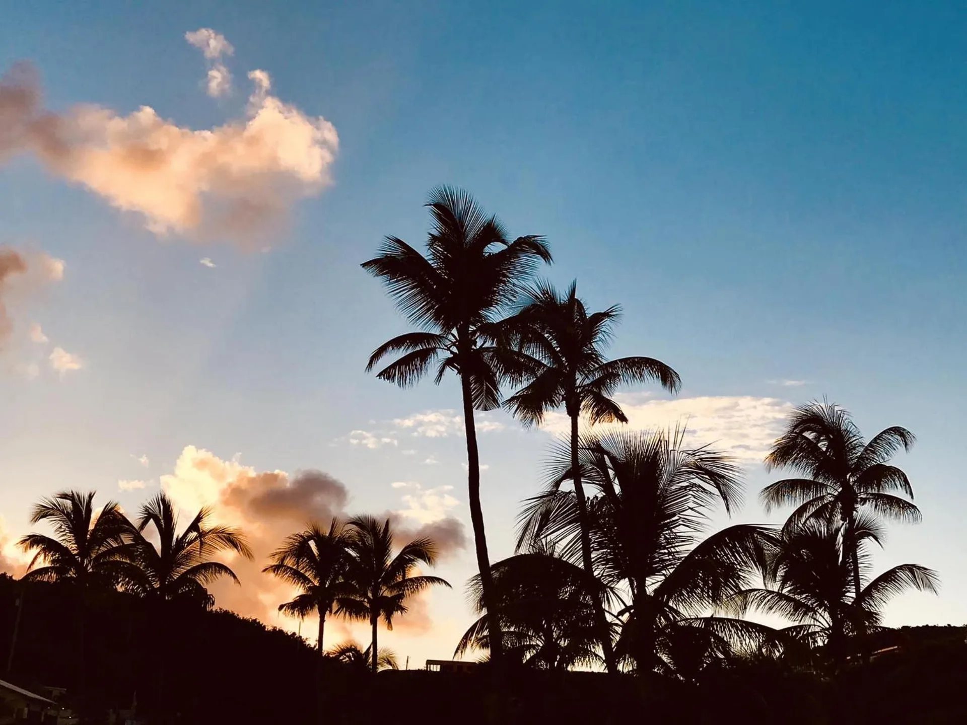 Palm tree silhouettes against a blue sunset sky at Bolongo Bay Beach Resort.