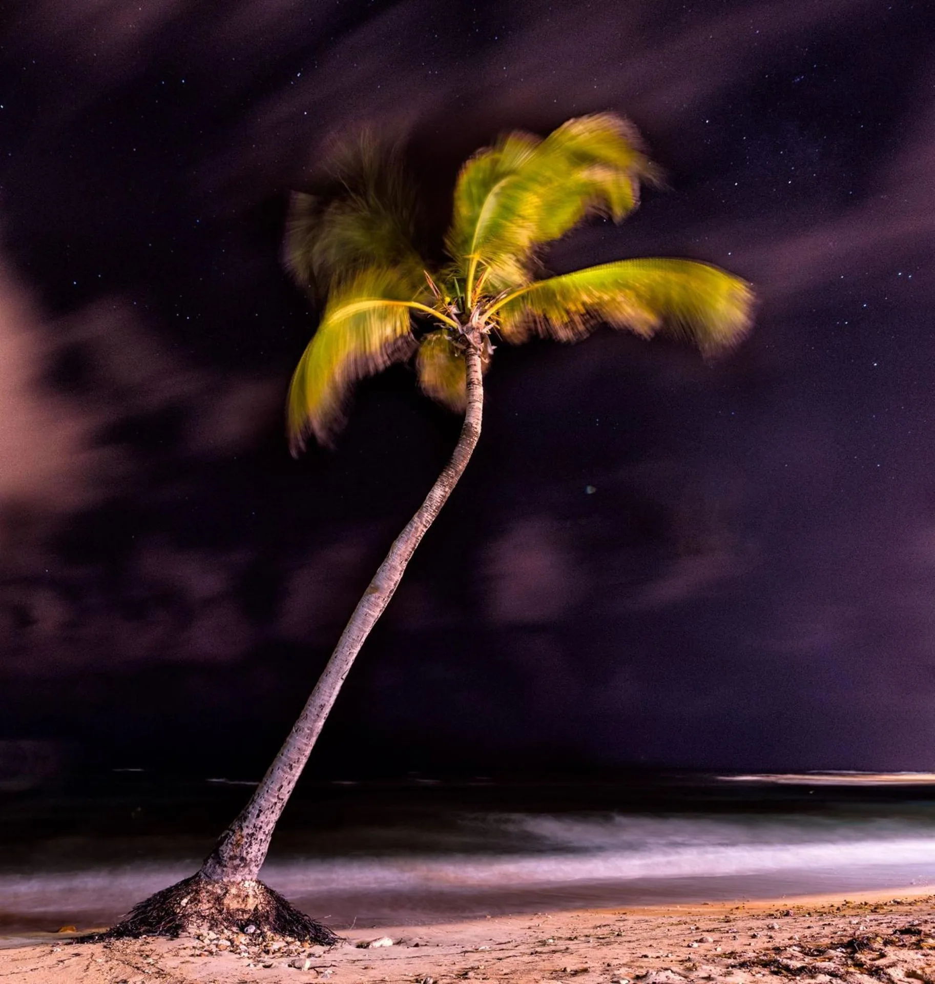 A leaning palm tree on the beach under a starry night sky at Bolongo Bay Beach Resort.