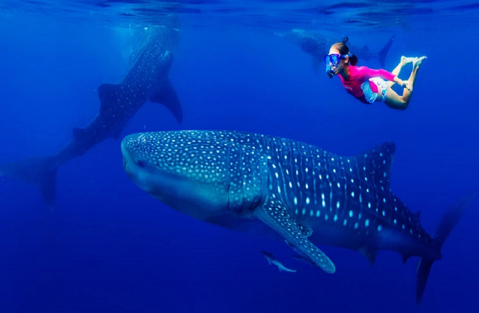 A snorkeler swims near whale sharks in blue water during an excursion from Corazón Cabo.