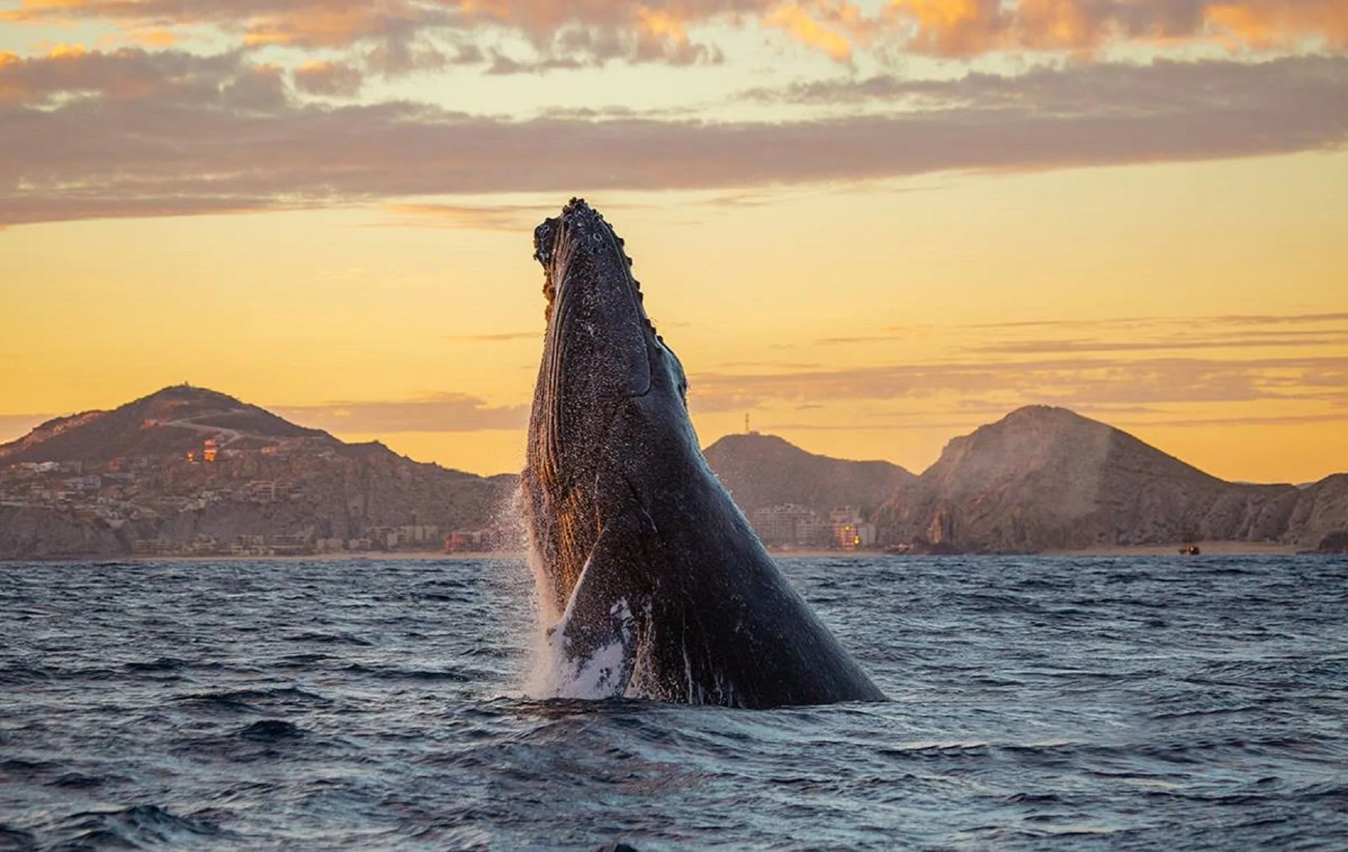 A breaching whale rises from the ocean at sunset near Corazón Cabo.