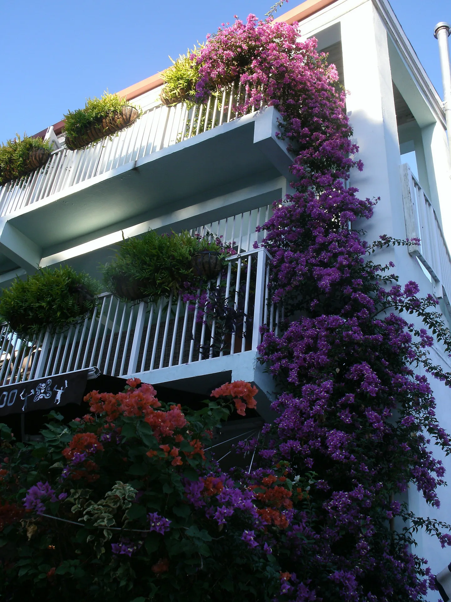 Hotel balconies with white railings and purple flowers at Cruz Bay Boutique Hotel.