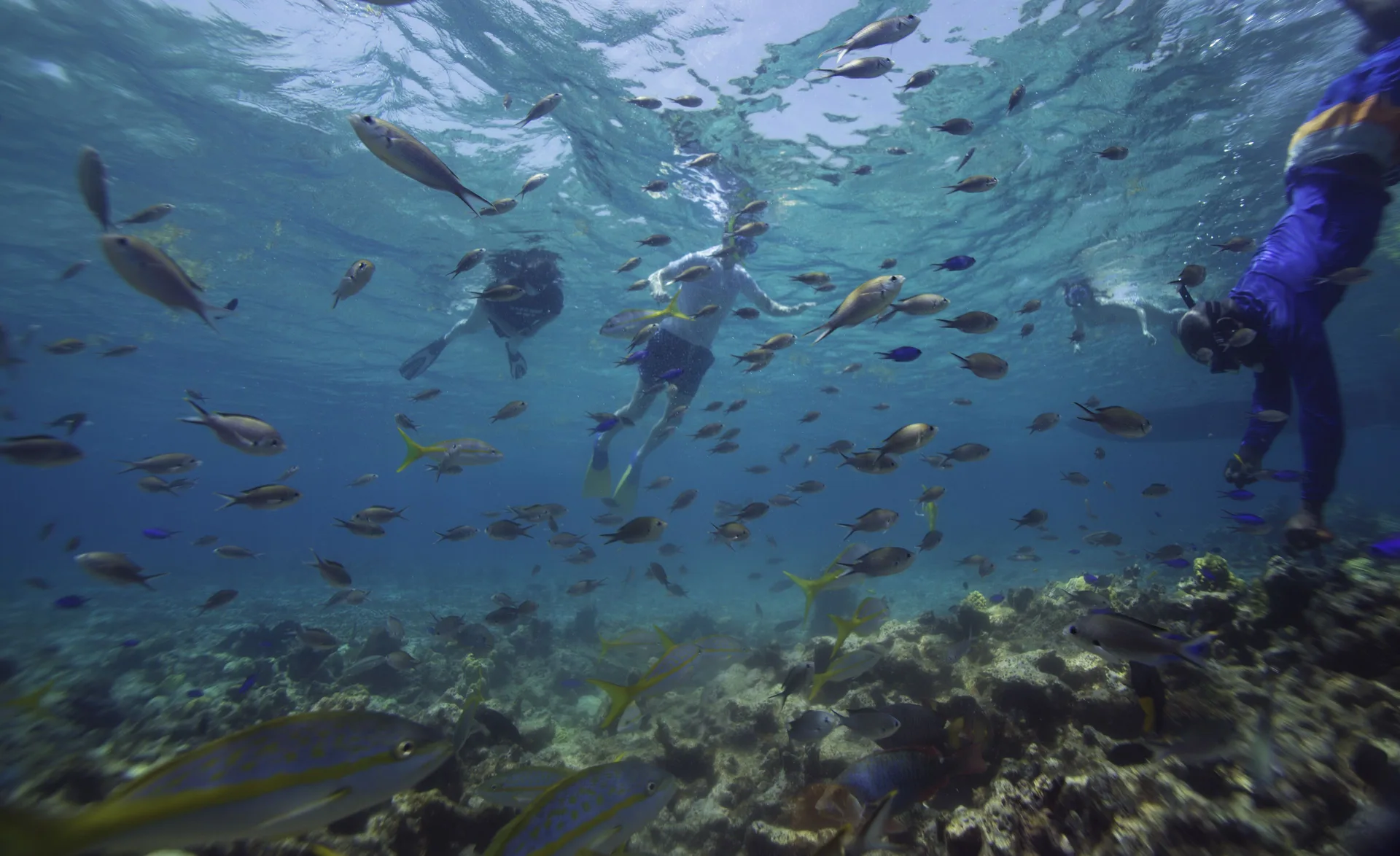 Snorkelers swim among fish over a reef at Curtain Bluff Resort.