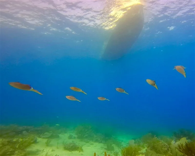 Chun Zumbul Diving Site 5 Min Drive