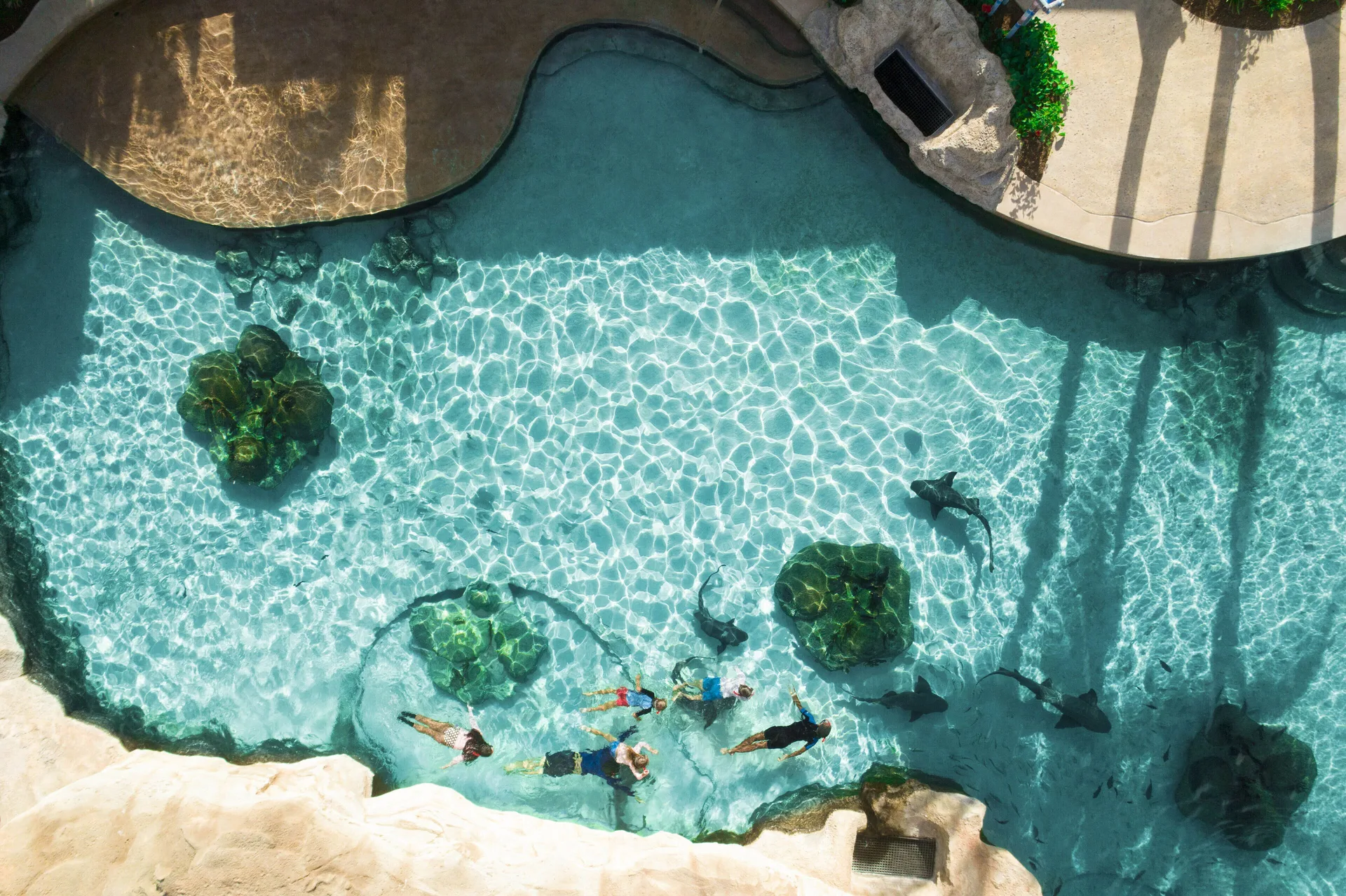 Guests snorkel above rays in a clear pool habitat at Grand Hyatt Baha Mar.