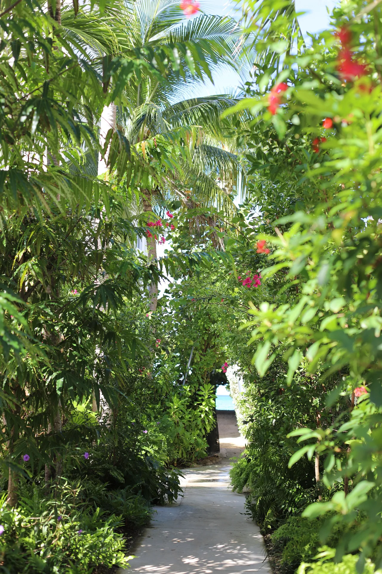 Tropical garden path at Hampton by Hilton Grand Cayman Seven Mile Beach leading through palms and flowers.