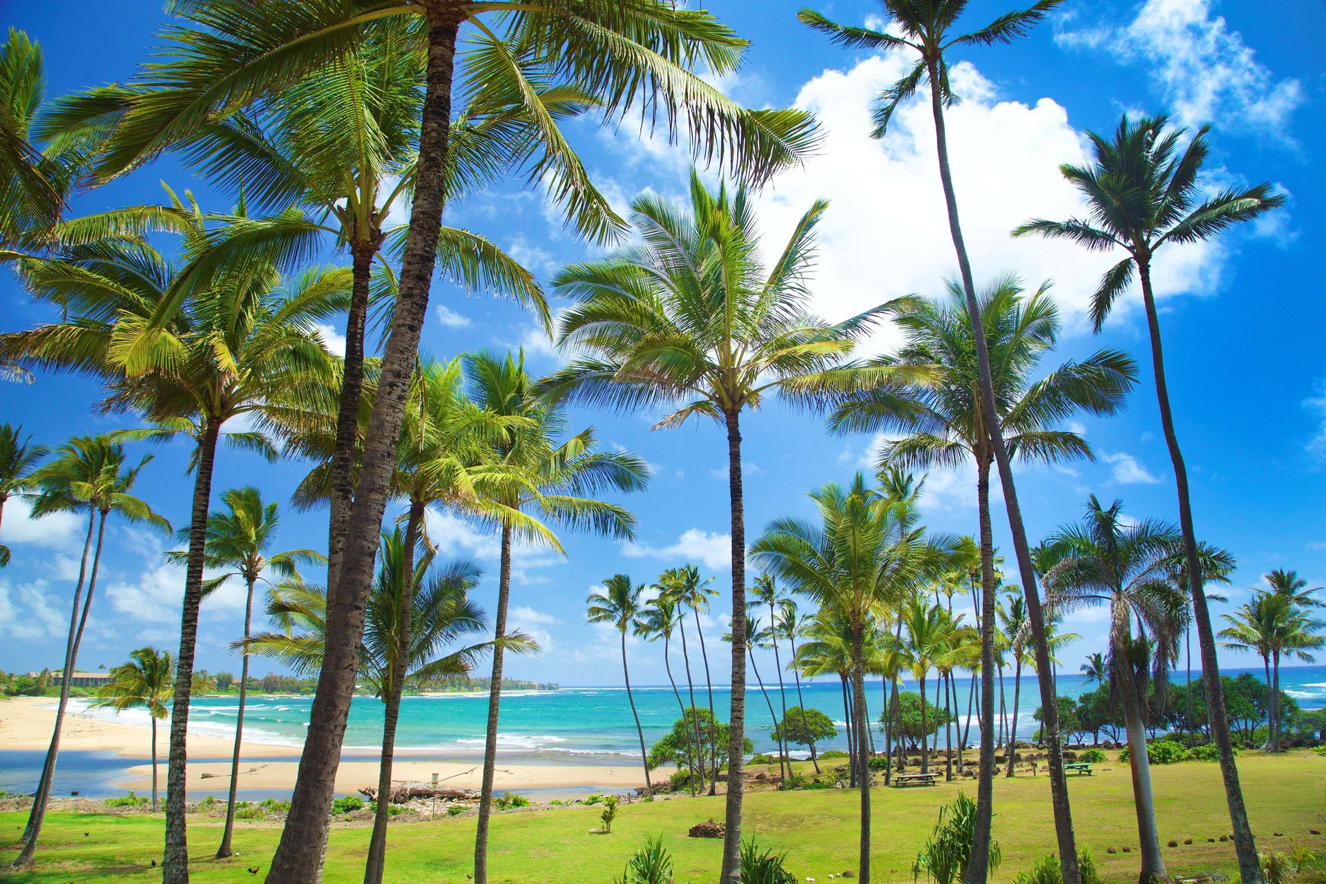 Palm grove and bright beach view at Hilton Garden Inn Kauai Wailua Bay.