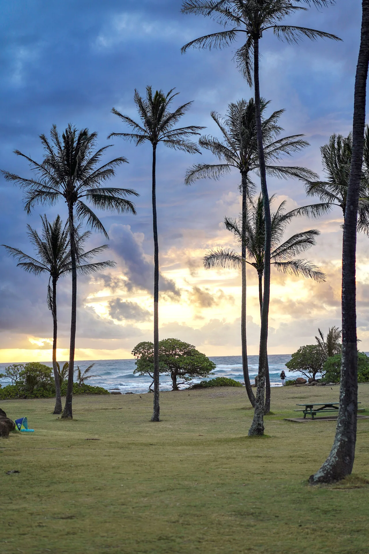 Palm trees at sunset near the ocean at Hilton Garden Inn Kauai Wailua Bay.