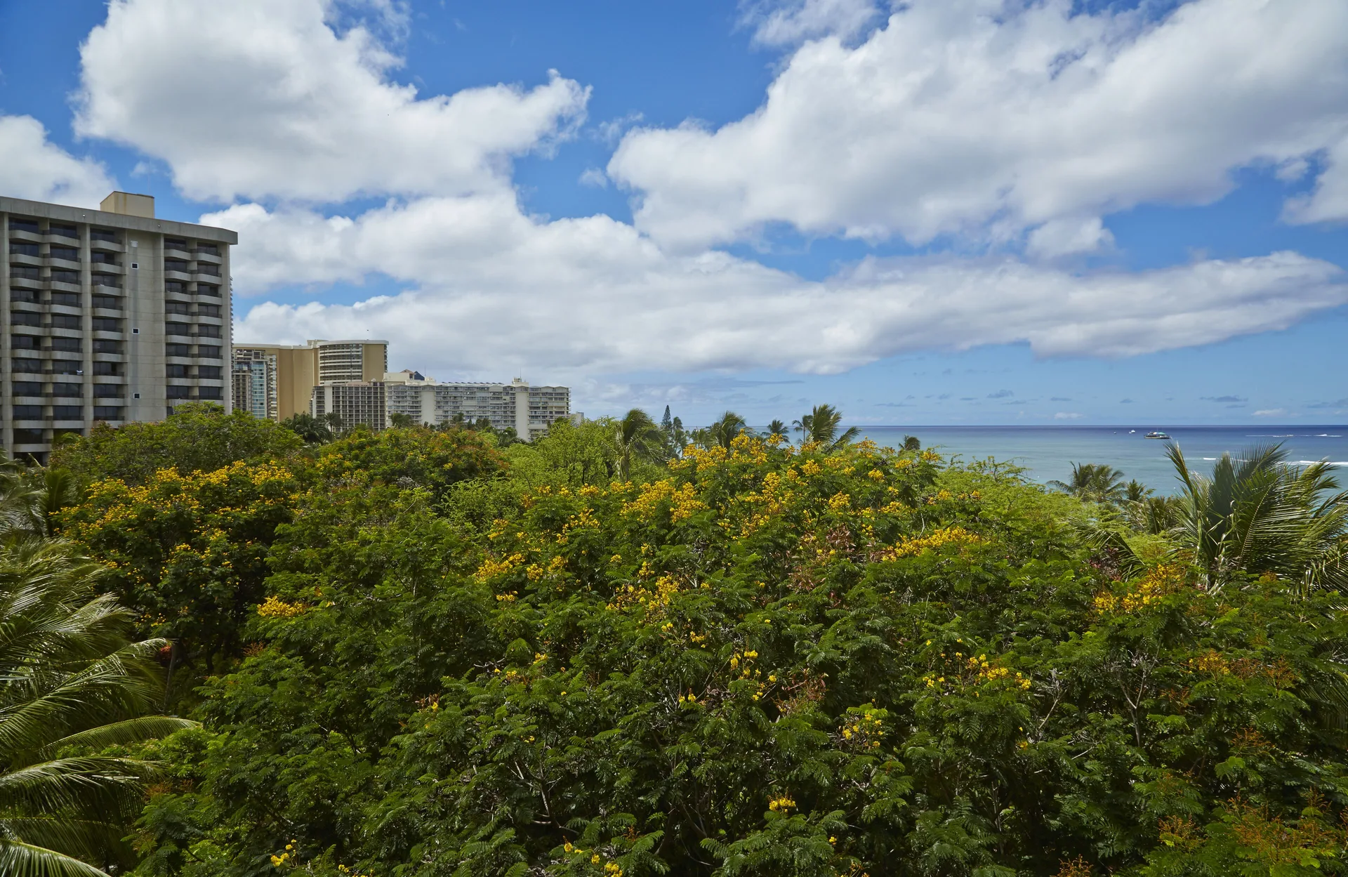 Ocean and treetop view from Tapa Collection at Hilton Hawaiian Village Waikiki Beach Resort.