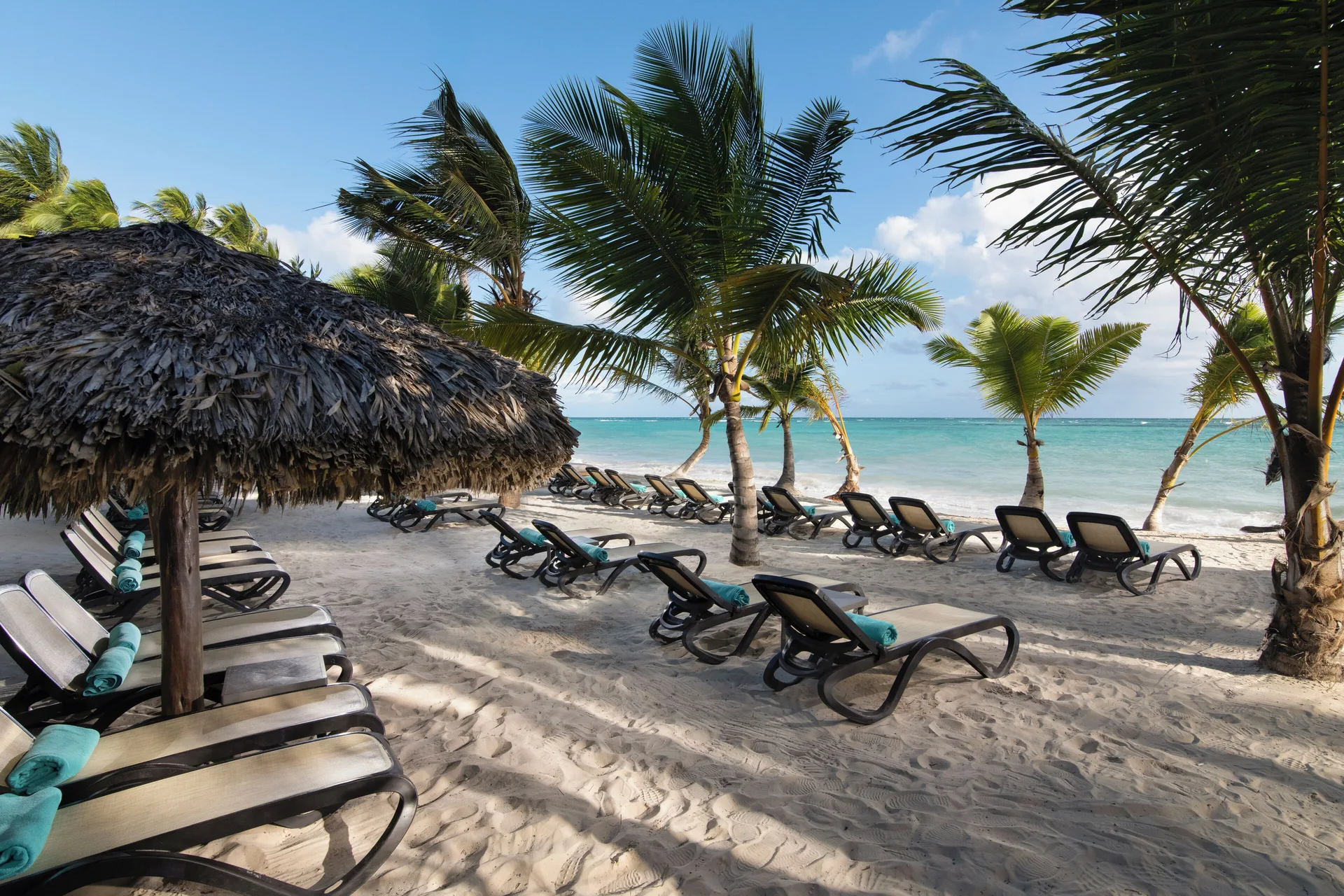 Beach loungers under palms on the sand at Impressive Premium Punta Cana.