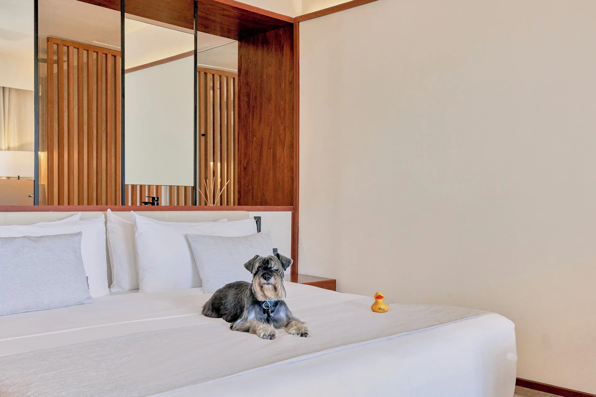 Junior Suite Deluxe Pool View king bed with a small dog at Live Aqua Punta Cana.