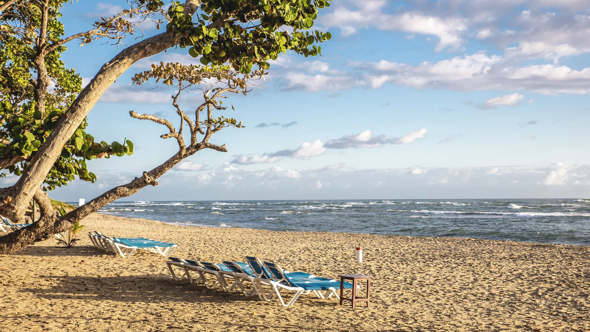 Beach loungers under a sea grape tree on the sand at Marien Puerto Plata.