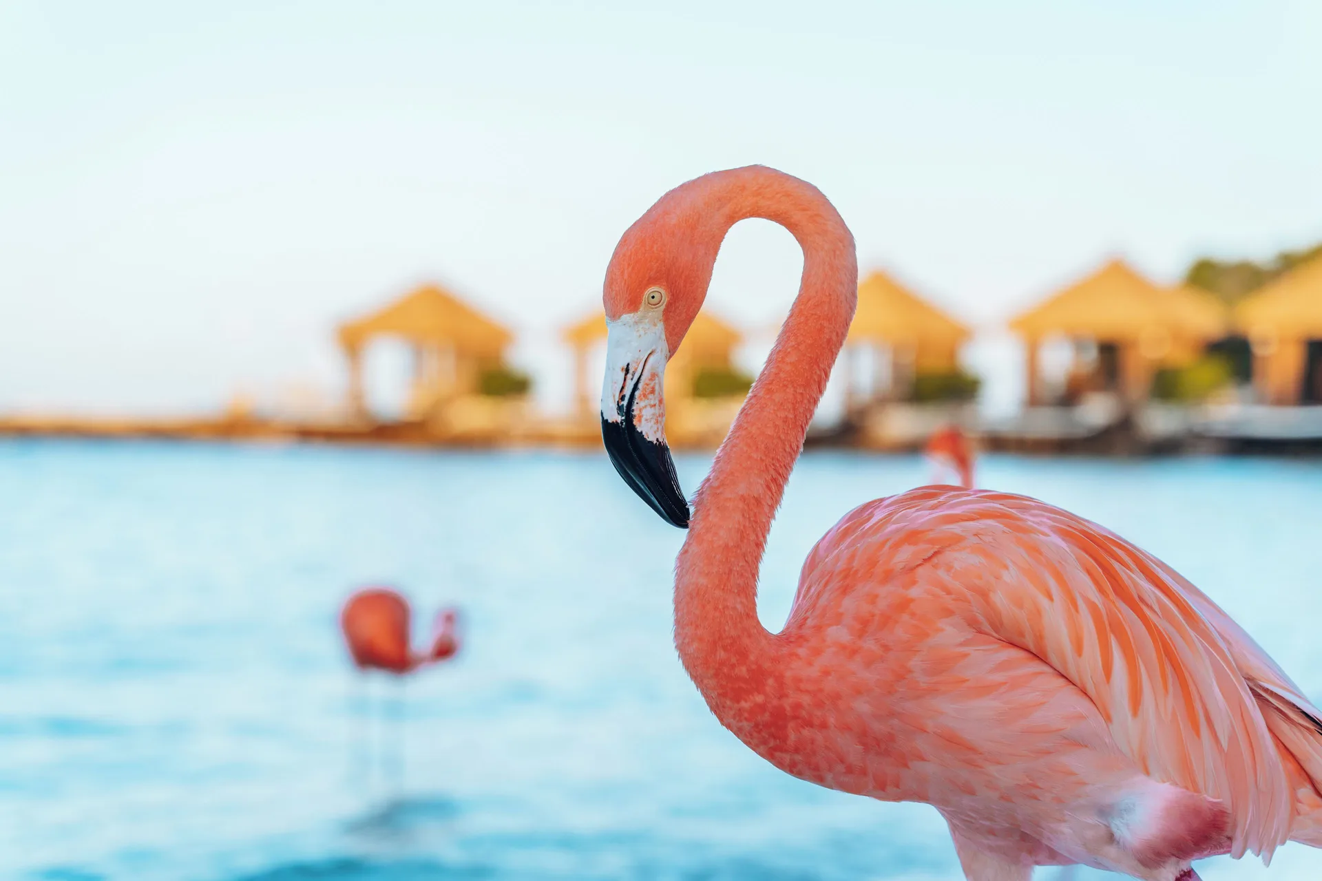 Renaissance Wind Creek Aruba Resort Oranjestad resort with private island and marina setting