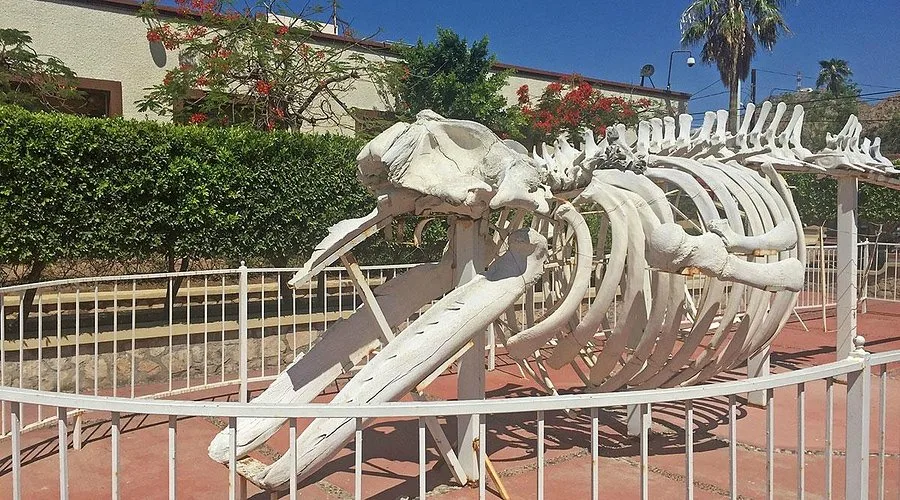 Natural History Museum Of Cabo San Lucas 5 Min Drive