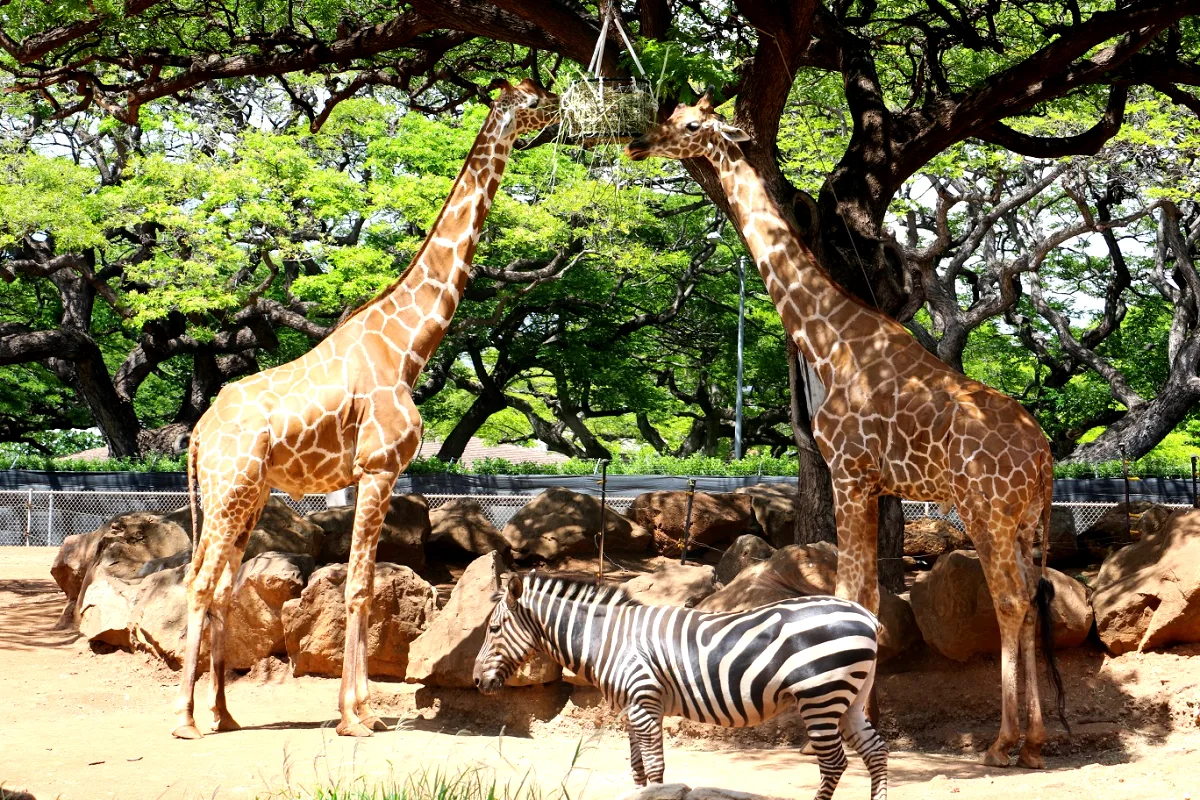 Honolulu Zoo near Queen Kapiolani Hotel