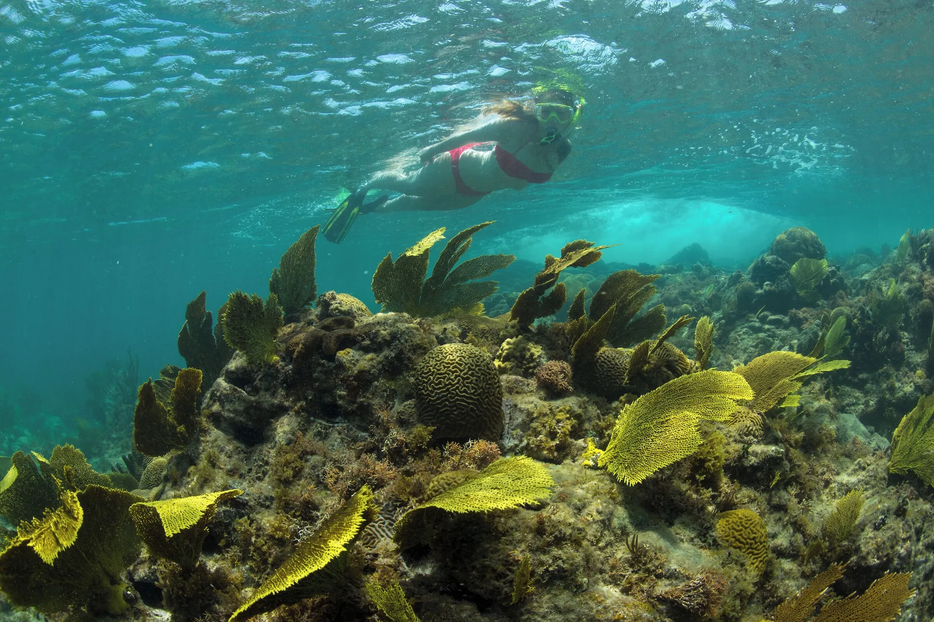 Snorkeler swimming above coral reef at The Buccaneer Beach & Golf Resort.