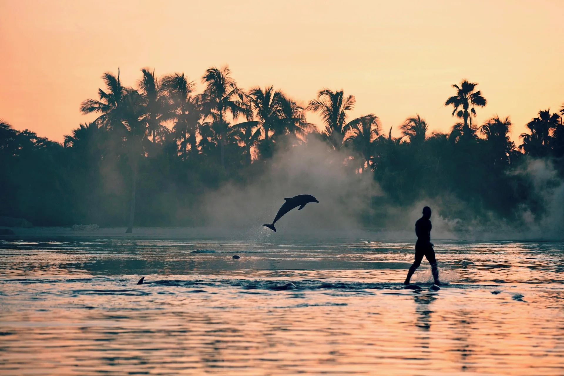 Dolphin leaps from a lagoon at sunset near The Coral at Atlantis.