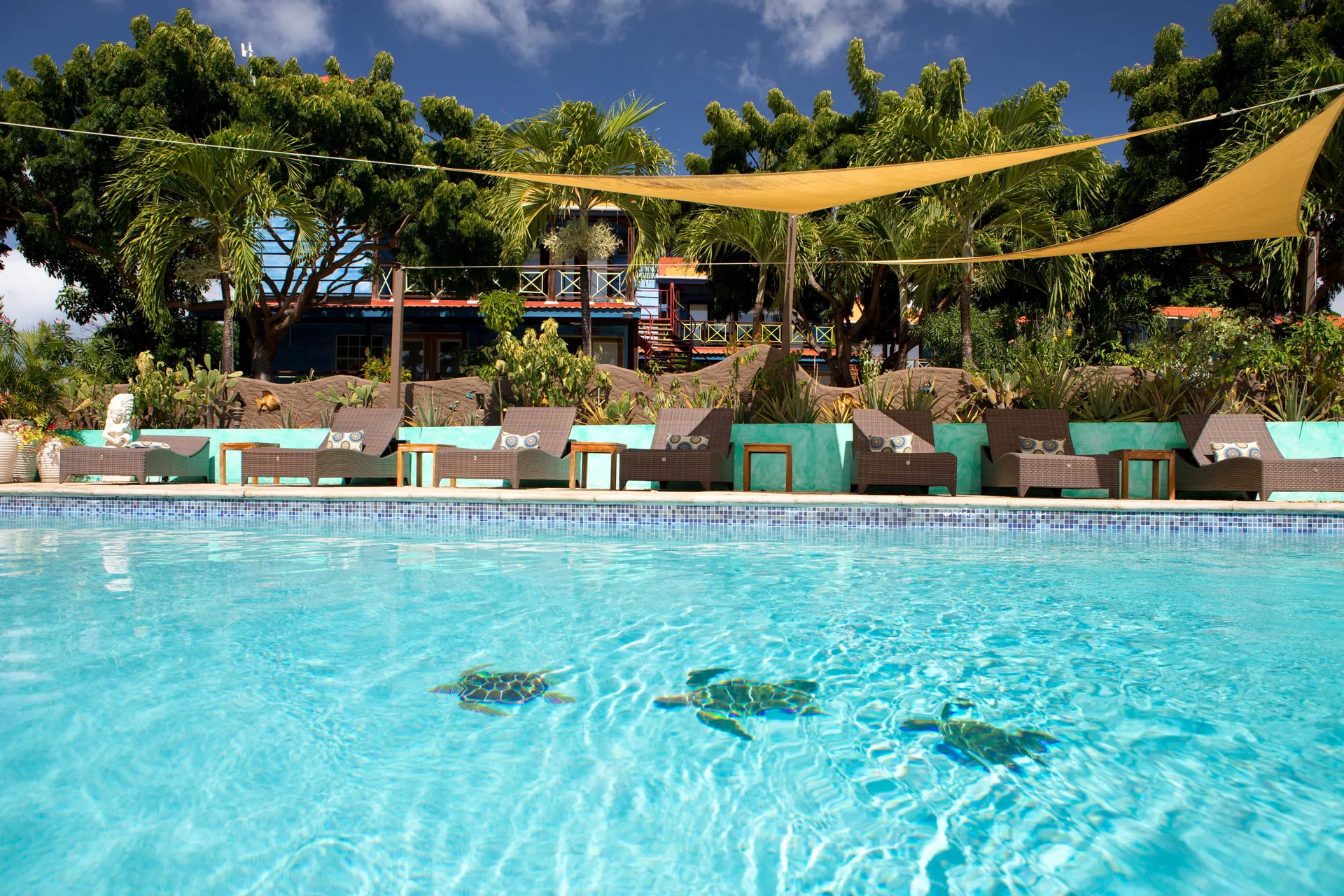 Pool near the True Blue Bay Resort at True Blue Bay Resort with loungers, shade sails, and turtle mosaics.