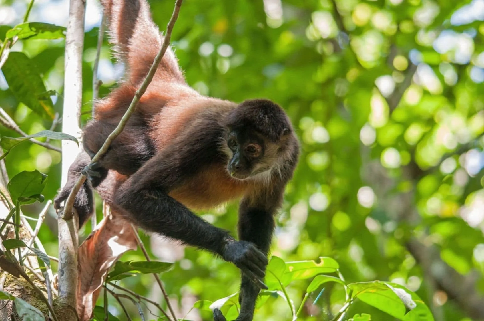 A monkey climbs through leafy trees in the grounds of Viceroy Riviera Maya.