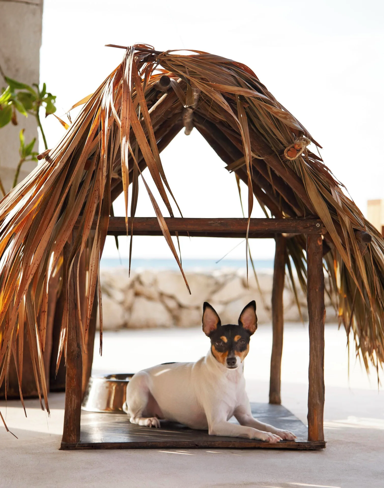 A small dog rests inside a palm-thatched pet cabana at Viceroy Riviera Maya.