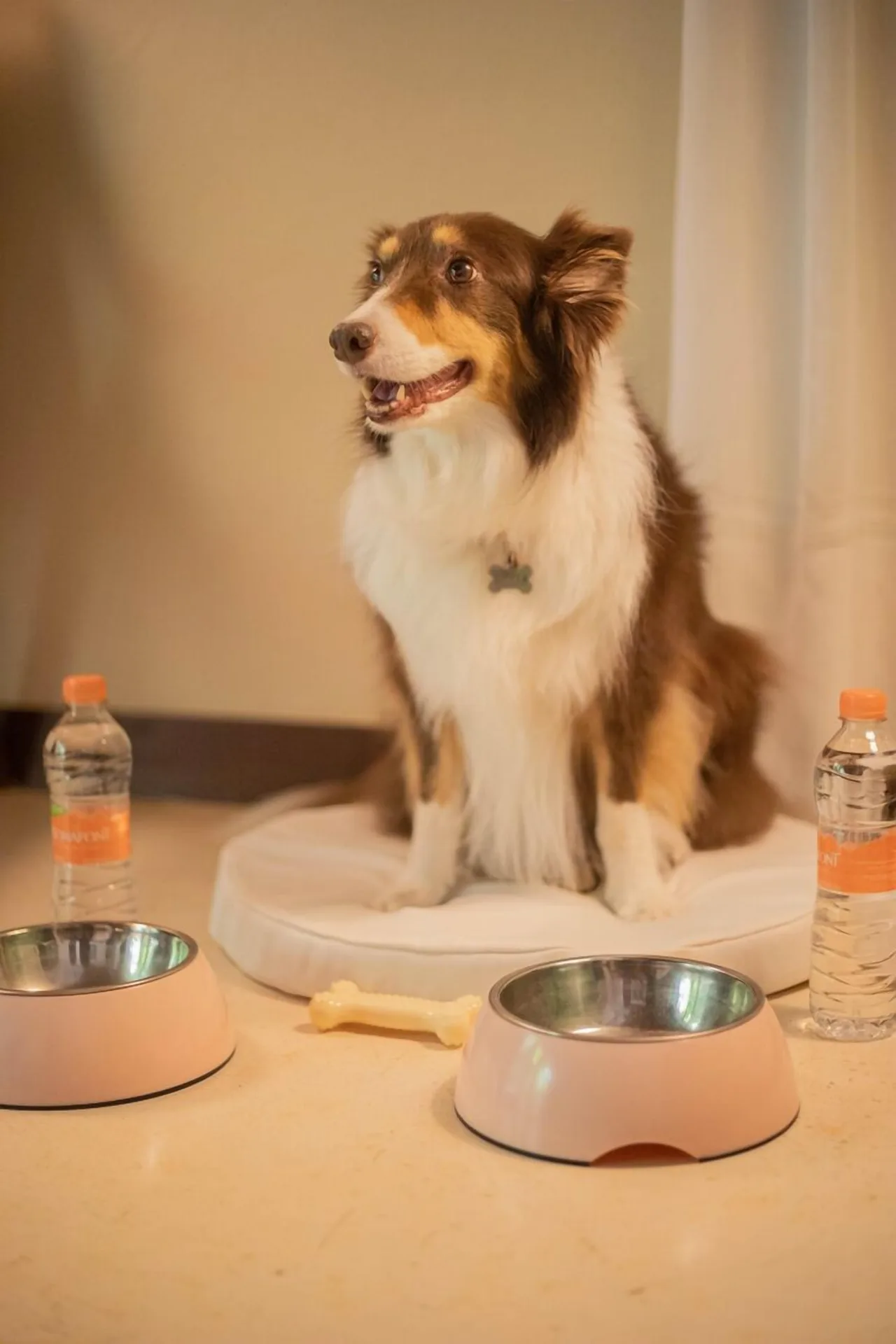 A dog sits on a cushion beside bowls and water bottles at Viceroy Riviera Maya.