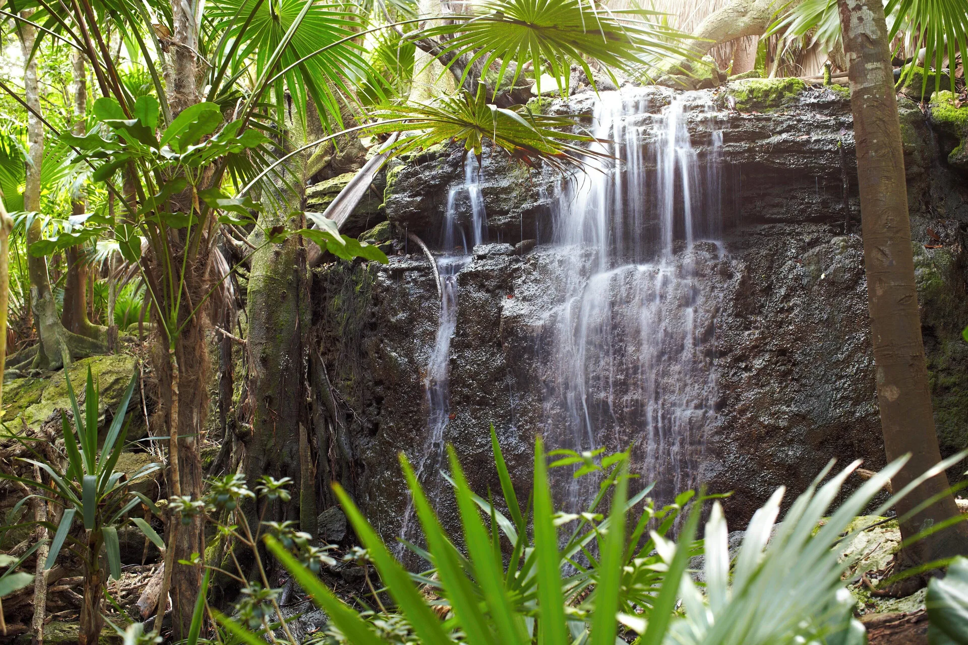 Tropical garden waterfall among palms at Viceroy Riviera Maya.