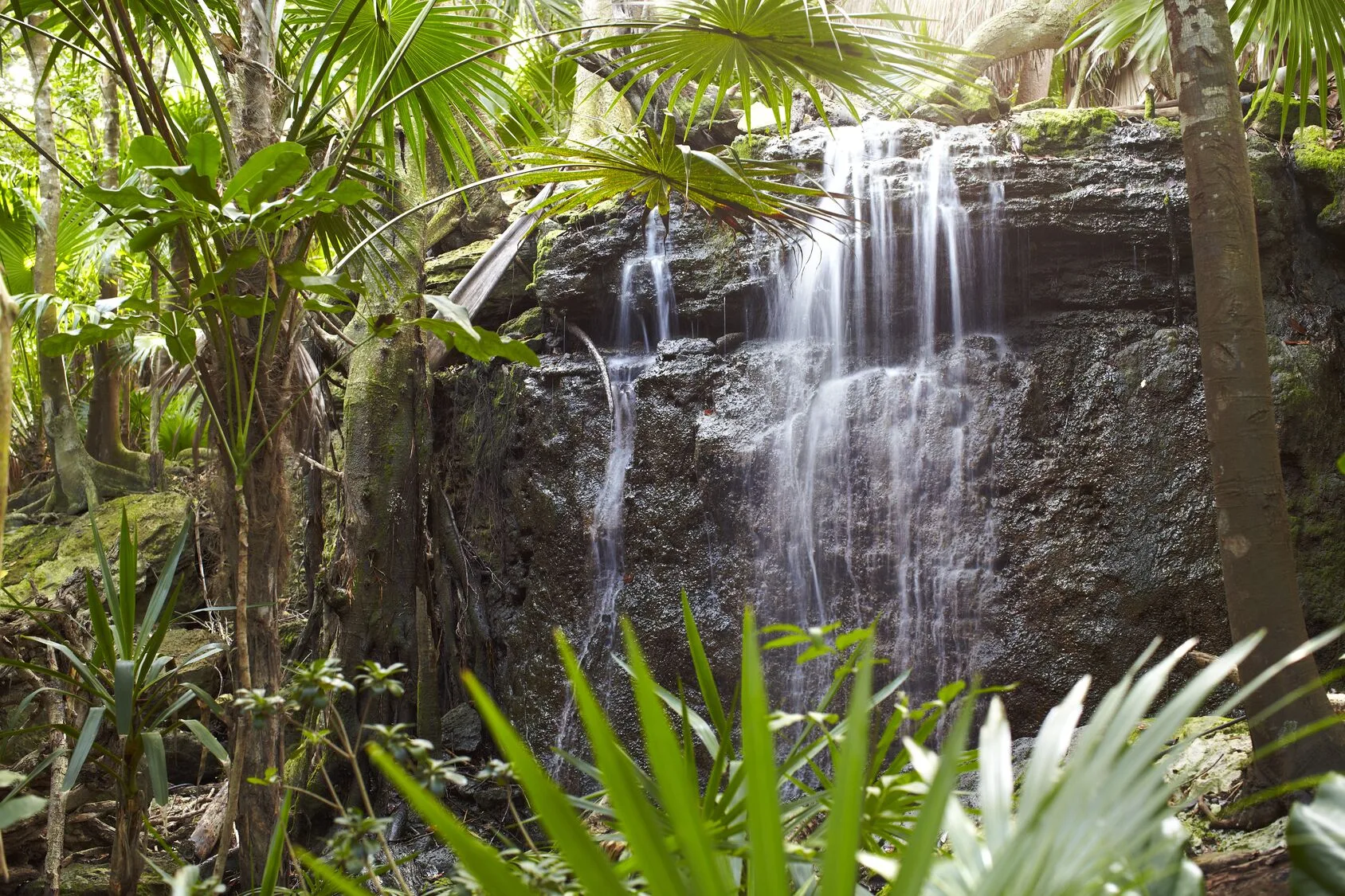 Tropical waterfall surrounded by palms and jungle plants at Viceroy Riviera Maya.