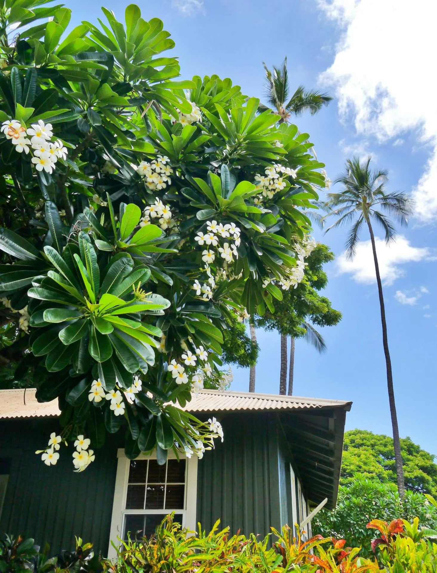 Tropical flowers and palms above a garden-view cottage roof at Waimea Plantation Cottages.